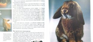 Карликовые Кролики Содержание и Уход
