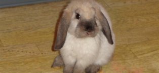 Карликовый Кролик Баран