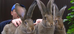 Кролик Ризен