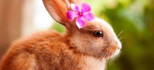 Кролики Маленькие