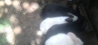 Кролики Мясные Породы