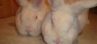 Кролики Мясных Пород