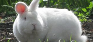 Кролики Новозеландской Породы