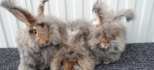 Кролики Породы