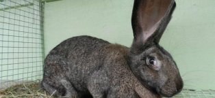 Кролики Породы Фландр