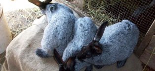 Кролики Породы Серебристый