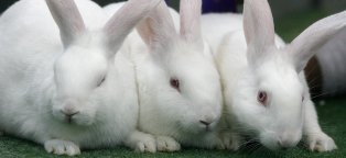 Кролиководство в Домашних Условиях