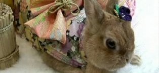 Одежда для Кроликов Своими Руками