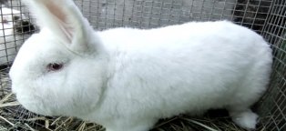 Породы Кролей