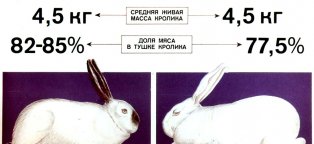 Породы Мясных Кроликов