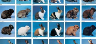 Разведение Кроликов в Яме