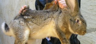 Разводим Кроликов