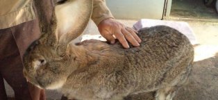 Самая Крупная Порода Кроликов