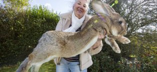 Самый Большой Кролик в Мире