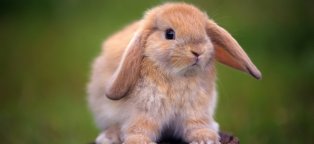 Сколько Живут Декоративные Кролики в Домашних Условиях