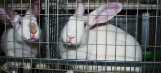 Содержание Кроликов в Клетках