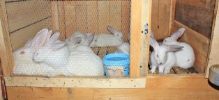 Уход за Кроликами в Домашних Условиях