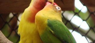 Виды Карликовых Кроликов