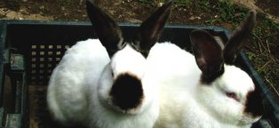 Выгодно ли Разводить Кроликов